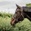 Leather Halter Flexible - Image 5