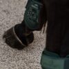 Young Horse Fetlock Boots - Image 8
