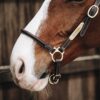 Leather Grooming Halter - Image 2