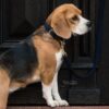 Plaited Nylon Dog Leash 200 cm - Image 10