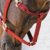 Nylon Halter Breakaway - Image 5