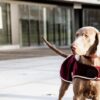 Dog Coat Heavy Fleece - Image 5