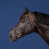 X-Fit Bridle - Image 1