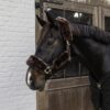 Sheepskin Halter Set Of 4 - Image 5