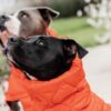 Dog Coat Winter Pina - Image 4