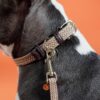 Plaited Nylon Dog Collar - Image 23
