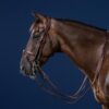 Flash Noseband Double Bridle - Image 1