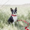 Dog Collar Corduroy - Image 11