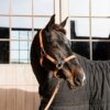 Plaited Nylon Horse Lead - Image 23
