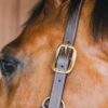 Leather Halter Wellington - Image 7
