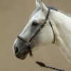 Grooming Halter - Image 1