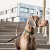 Plaited Nylon Dog Leash 200 cm - Image 15