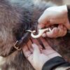 Classic Dog Leash - Image 1