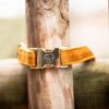 Dog Collar Velvet - Image 20