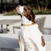 Dog Collar Velvet - Image 21