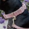 Dog Collar Teddy Fleece - Image 13