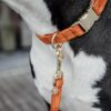 Dog Collar Velvet - Image 25