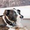 Dog Collar Handmade Pearls - Image 19