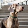 Plaited Nylon Dog Collar - Image 18