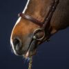 Flash Noseband Bridle - Image 4