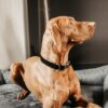 Dog Collar Corduroy - Image 15