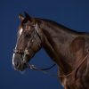 Hackamore Bridle - Image 2