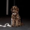 Dog Collar Reflective - Image 4