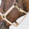 Nylon Halter Breakaway - Image 11
