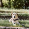 Plaited Nylon Dog Collar - Image 4