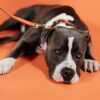 Plaited Nylon Dog Leash 200 cm - Image 28