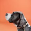 Plaited Nylon Dog Collar - Image 24