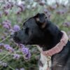 Dog Collar Teddy Fleece - Image 14