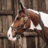 Plaited Nylon Horse Lead - Image 2