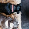 Dog Collar Handmade Pearls - Image 20