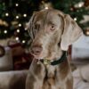 Dog Collar Corduroy - Image 18