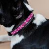 Dog Collar Handmade Pearls - Image 13