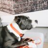 Tow Leash Soft Rubber - Image 4
