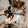 Dog Collar Triangle - Image 7