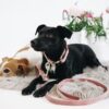 Dog Collar Velvet - Image 4