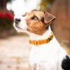 Dog Collar Velvet - Image 22
