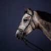 Hackamore Bridle - Image 3