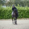 D Motion Bridle - Image 5