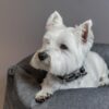 Plaited Nylon Dog Collar - Image 9