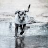 Dog Raincoat - Image 5