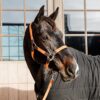Plaited Nylon Halter - Image 30