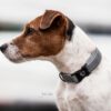 Dog Collar Reflective - Image 2