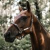 Leather Halter Flexible - Image 2
