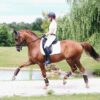 Brushing Boots Leather Hind - Image 4