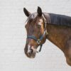 Nylon Halter Breakaway - Image 9