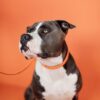 Plaited Nylon Dog Collar - Image 32
